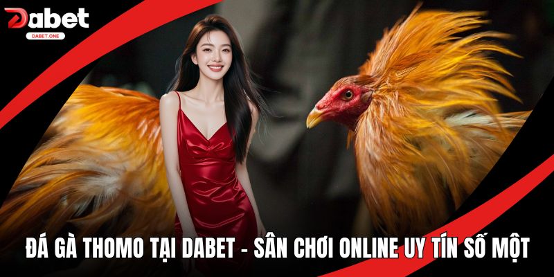 Đá gà Thomo tại Dabet
