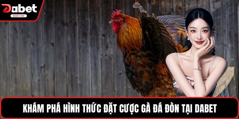 Khám phá hình thức đặt cược gà đá đòn tại Dabet