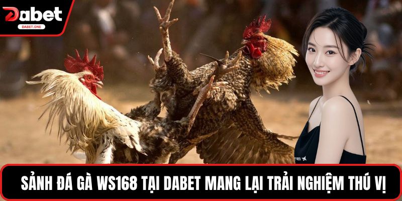  Sảnh đá gà WS168 tại Dabet mang lại trải nghiệm thú vị