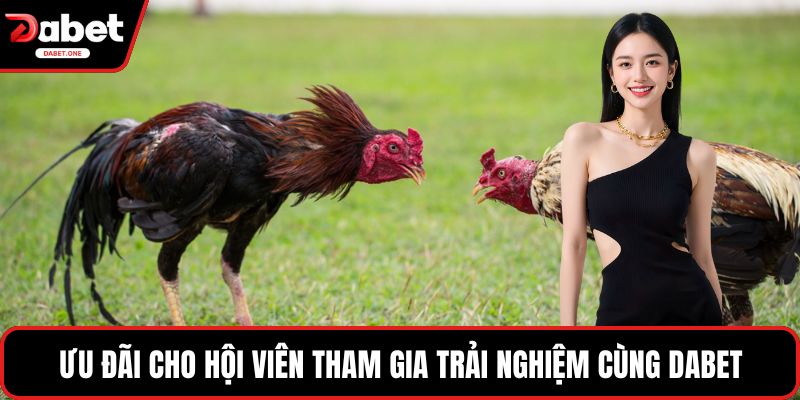 Ưu đãi cho hội viên tham gia trải nghiệm cùng Dabet